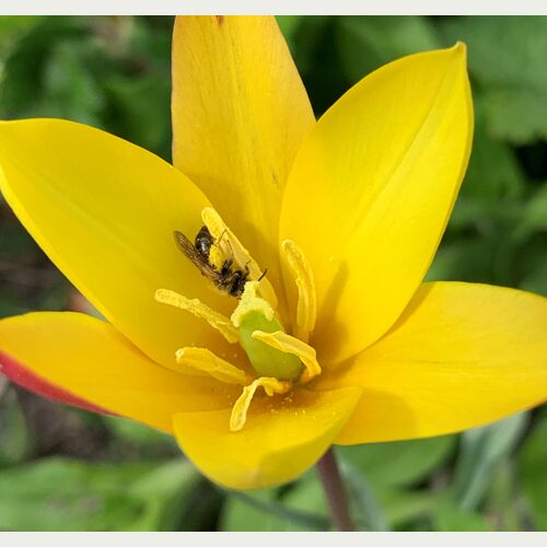 Heimische Wildpflanzen wie die Wilde Tulpe (Tulipa sylvestris) sind im Frühjahr eine der ersten Nahrungsquellen für Insekten. Foto: Christine Stecker